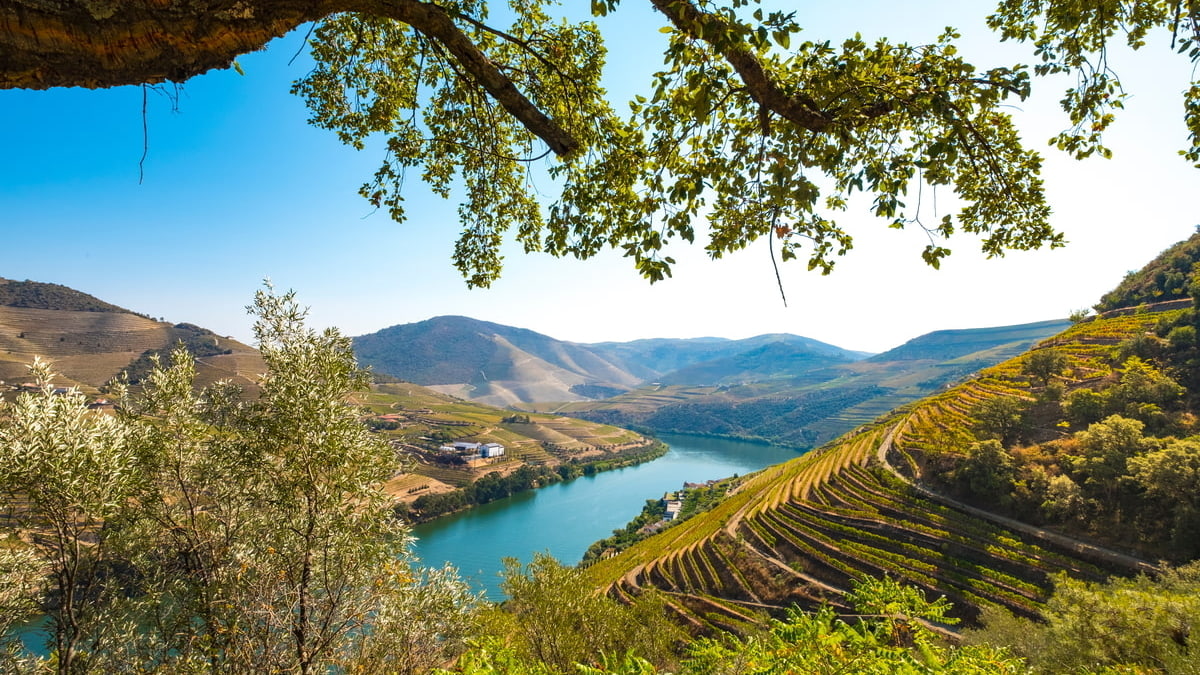 view overlooking part of Douro Valley surrounded by portuguese vineyards and the Douro River