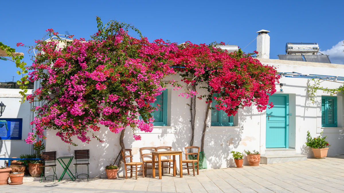 Typical white Greek villa with amazing floral display in Parros